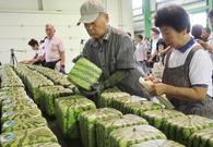 日本方形西瓜上市！
